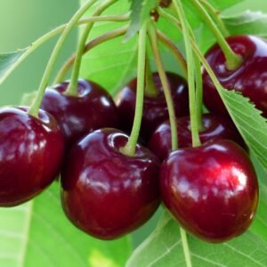 sadnica visnje giorgia sweet cherry